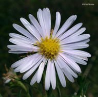 Image of purplestem aster