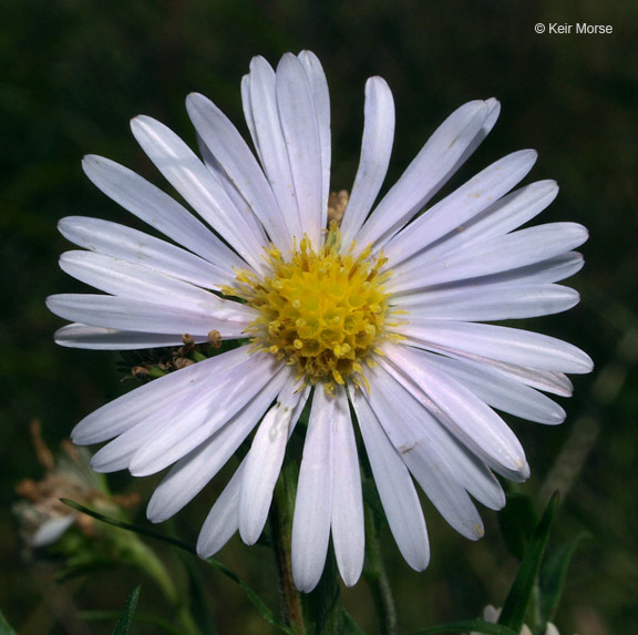 Plancia ëd Symphyotrichum firmum (Nees) G. L. Nesom