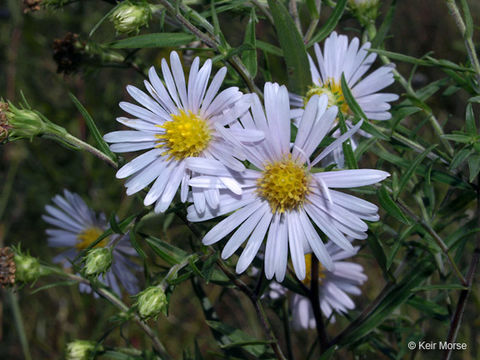 Image of purplestem aster