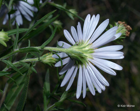 Plancia ëd Symphyotrichum firmum (Nees) G. L. Nesom