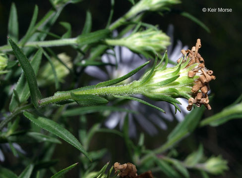 Image of purplestem aster