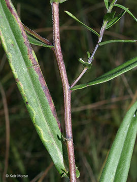 Image of purplestem aster