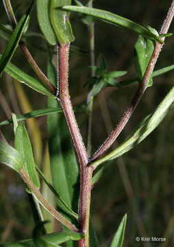 Image of purplestem aster