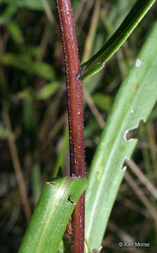 Image of purplestem aster