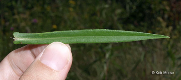 Image of purplestem aster