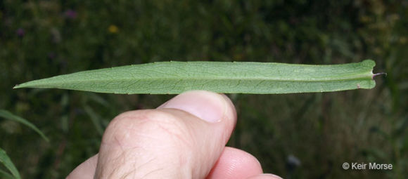 Plancia ëd Symphyotrichum firmum (Nees) G. L. Nesom