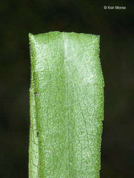 Image of purplestem aster