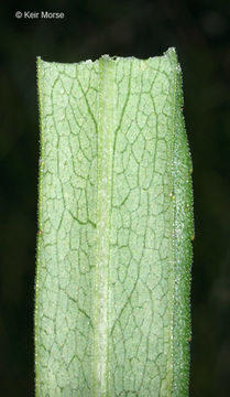 Image of purplestem aster