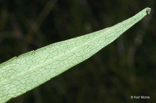 Image of purplestem aster