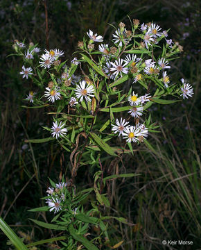 Plancia ëd Symphyotrichum firmum (Nees) G. L. Nesom