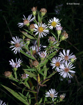 Image of purplestem aster