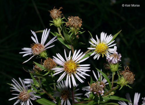 Plancia ëd Symphyotrichum firmum (Nees) G. L. Nesom