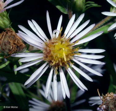 Image of purplestem aster