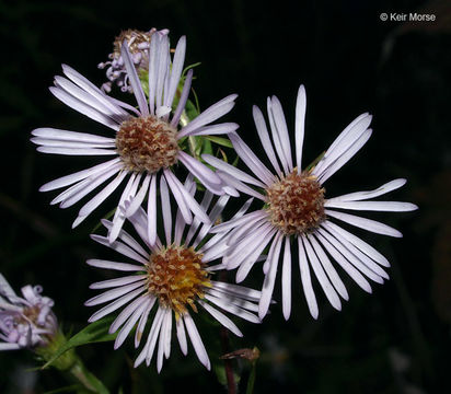 Image of purplestem aster