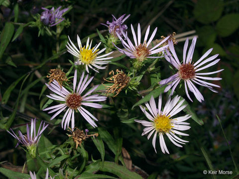 Image of purplestem aster