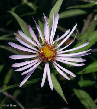 Image of purplestem aster