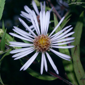 Image of purplestem aster