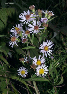 Image of purplestem aster