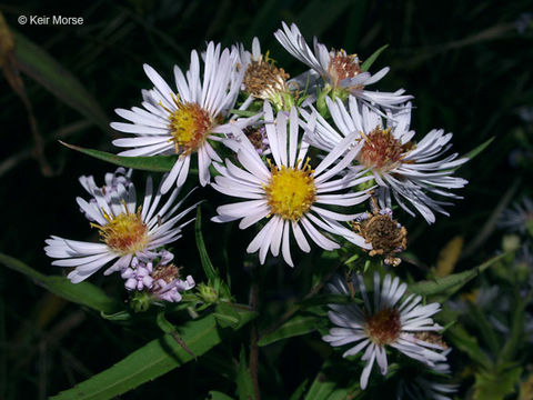 Plancia ëd Symphyotrichum firmum (Nees) G. L. Nesom