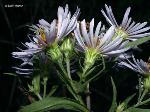 Image of purplestem aster