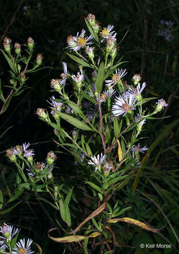 Image of purplestem aster