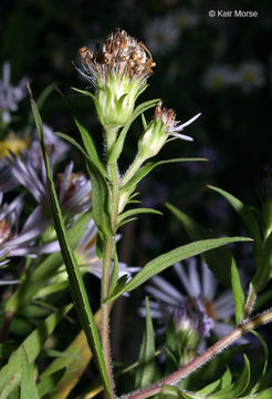 Image of purplestem aster