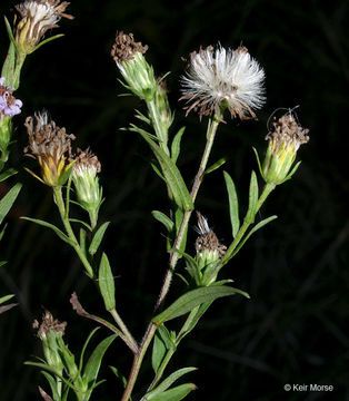 Plancia ëd Symphyotrichum firmum (Nees) G. L. Nesom