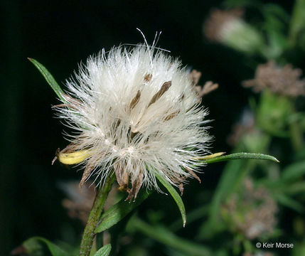 Image of purplestem aster