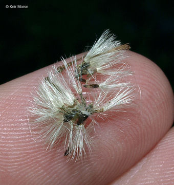 Image of purplestem aster