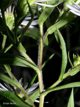 Image of purplestem aster