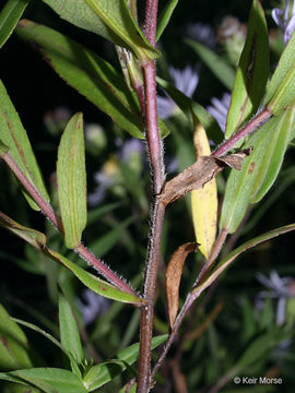 Image of purplestem aster