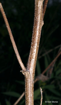 Plancia ëd Symphyotrichum firmum (Nees) G. L. Nesom