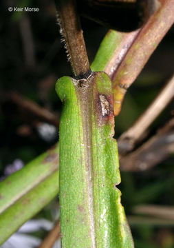 Image of purplestem aster