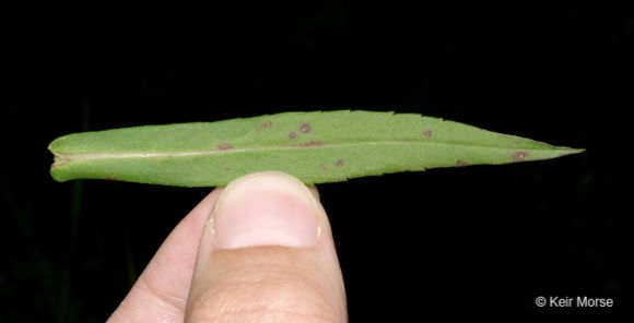 Image of purplestem aster