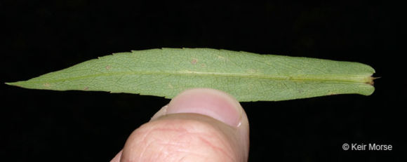 Image of purplestem aster