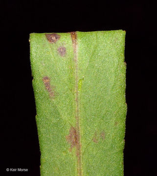 Image of purplestem aster