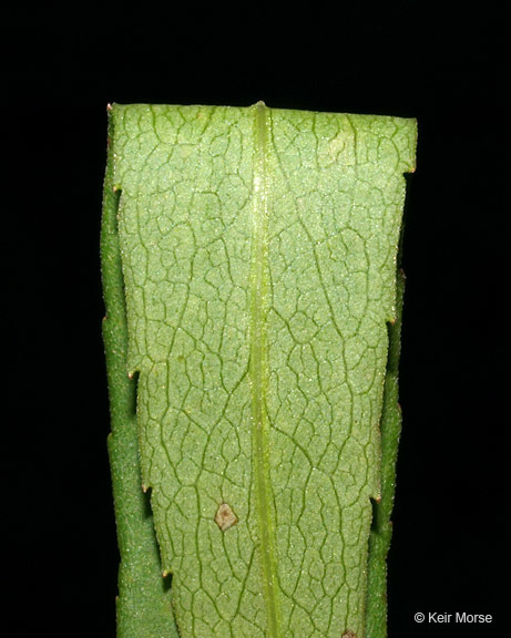 Image of purplestem aster