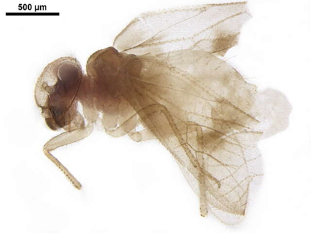 Image of Calopsocidae