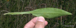 Image of <i>Symphyotrichum <i>laeve</i></i> var. laeve