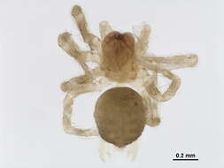 Image of velvet spiders