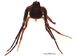 Image of Cebrenninus