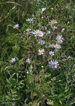 Image of <i>Symphyotrichum <i>laeve</i></i> var. laeve