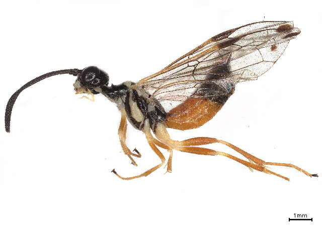 Image of stem sawflies