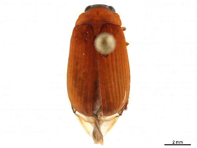 Image of Nipponoserica