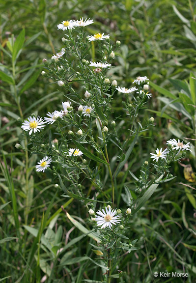 Image of white panicle aster