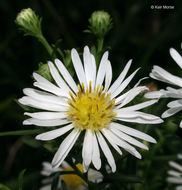 Image of white panicle aster