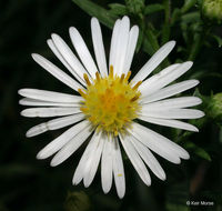 Image of white panicle aster