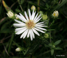 Image of white panicle aster