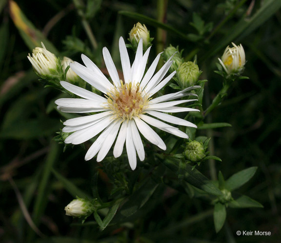 Plancia ëd Symphyotrichum lanceolatum var. hesperium (A. Gray) G. L. Nesom