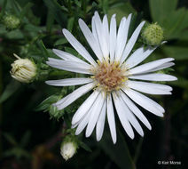 Image of white panicle aster